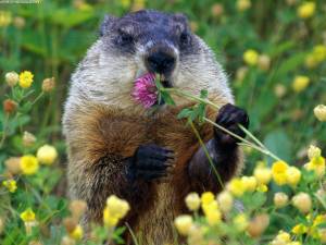 Groundhog-Spring