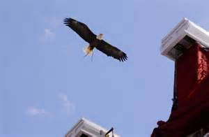bostoncollegeeagle