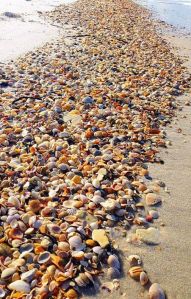 sanibelseashells